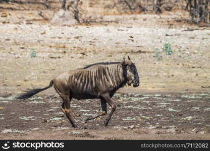 Blue wildebeest in Kruger National park, South Africa ; Specie Connochaetes taurinus family of Bovidae. Blue wildebeest in Kruger National park, South Africa