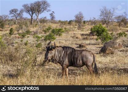 Blue wildebeest in savannah scenery in Kruger National park, South Africa ; Specie Connochaetes taurinus family of Bovidae. Blue wildebeest in Kruger National park, South Africa