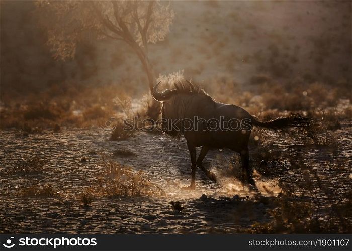 Blue wildebeest running at dawn in backlit in Kgalagadi transfrontier park, South Africa ; Specie Connochaetes taurinus family of Bovidae. Blue wildebeest in Kgalagadi transfrontier park, South Africa