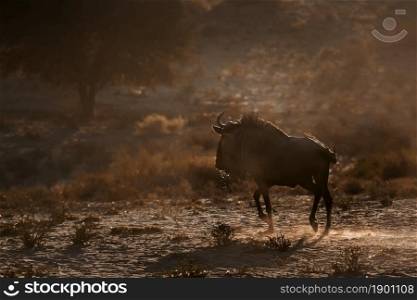 Blue wildebeest running at dawn in backlit in Kgalagadi transfrontier park, South Africa ; Specie Connochaetes taurinus family of Bovidae. Blue wildebeest in Kgalagadi transfrontier park, South Africa