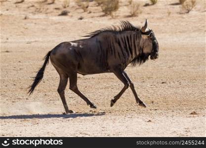 Blue wildebeest running in the sand Kgalagadi transfrontier park, South Africa   Specie Connochaetes taurinus family of Bovidae. Blue wildebeest in Kgalagadi transfrontier park, South Africa