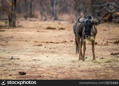 Blue wildebeest standing and eating in the Welgevonden game reserve, South Africa