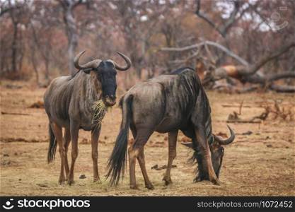 Blue wildebeest standing in the grass and eating in the Welgevonden game reserve, South Africa.