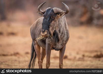 Blue wildebeest standing in the grass and eating in the Welgevonden game reserve, South Africa.