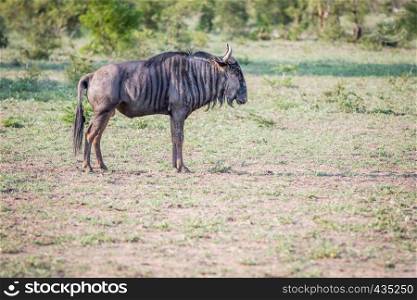 Blue wildebeest standing in the grass in the Kruger National Park, South Africa.