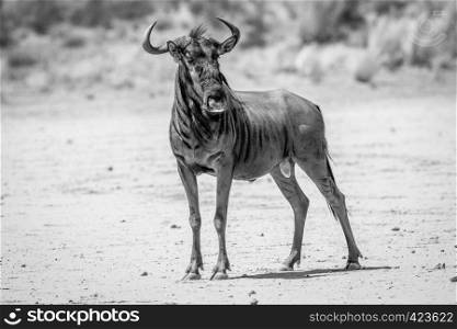Blue wildebeest standing in the sand in black and white in the Kalagadi Transfrontier Park, South Africa.