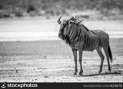 Blue wildebeest standing in the sand in black and white in the Kalagadi Transfrontier Park, South Africa.
