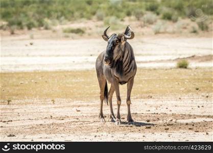 Blue wildebeest standing in the sand in the Kalagadi Transfrontier Park, South Africa.