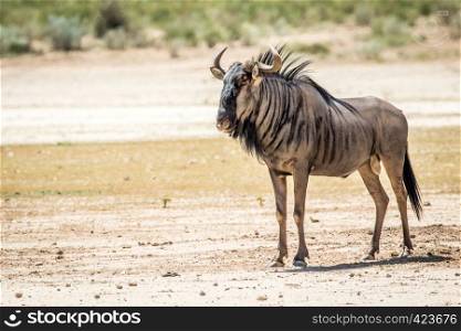 Blue wildebeest standing in the sand in the Kalagadi Transfrontier Park, South Africa.