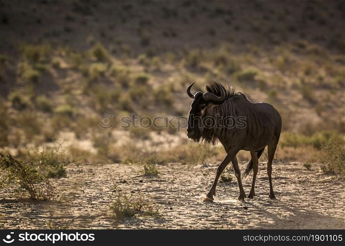 Blue wildebeest walking in backlit at twilight in Kgalagadi transfrontier park, South Africa ; Specie Connochaetes taurinus family of Bovidae. Blue wildebeest in Kgalagadi transfrontier park, South Africa