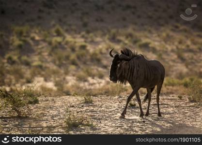 Blue wildebeest walking in backlit at twilight in Kgalagadi transfrontier park, South Africa ; Specie Connochaetes taurinus family of Bovidae. Blue wildebeest in Kgalagadi transfrontier park, South Africa