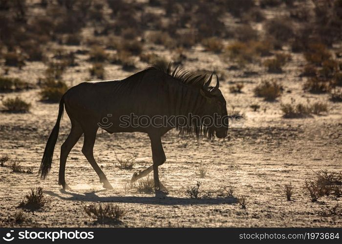 Blue wildebeest walking in dry land in backlit in Kgalagadi transfrontier park, South Africa ; Specie Connochaetes taurinus family of Bovidae. Blue wildebeest in Kgalagadi transfrontier park, South Africa