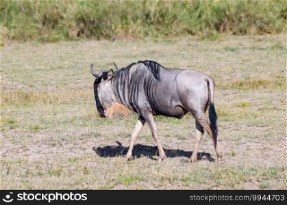Blue wildebeest wander through the grasslands of Tsavo East Park in Kenay