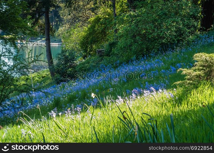 Blue wildflowers bloom on a gentle slope in the Pacific Northwest.
