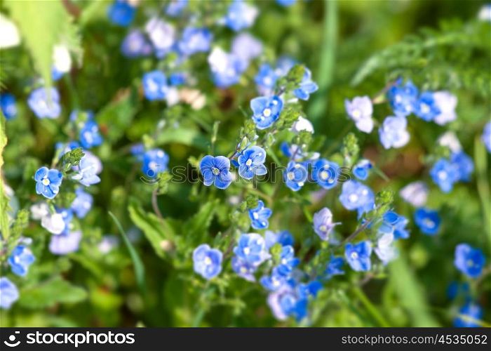 Blue wildflowers on green plants in the summer