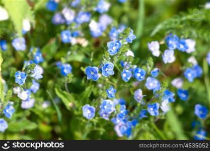 Blue wildflowers on green plants in the summer