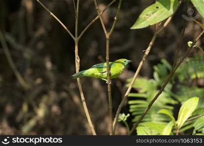 Blue Winged Leafbird Female, Chloropsis cochinchinensis, Dehing, Patkai, WLS, Assam, India
