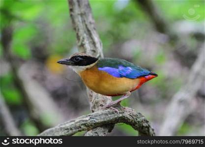 Blue-winged pitta (Pitta moluccensis) bird in nature