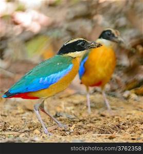 Blue-winged Pitta (Pitta moluccensis) standing on the ground
