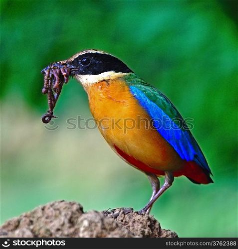 Blue-winged Pitta (Pitta moluccensis) with earthworm for its chicks on the ground