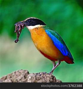 Blue-winged Pitta (Pitta moluccensis) with earthworm for its chicks on the ground