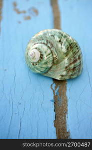 blue wooden beach floor green sea shell in summer sand