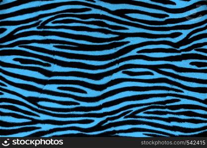 Blue zebra fur background texture close up view. Blue zebra fur background texture