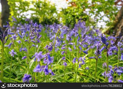 Bluebell flowers on a wild meadow in the spring on a sunny day in April