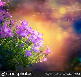 bluebell flowers on sunset nature background