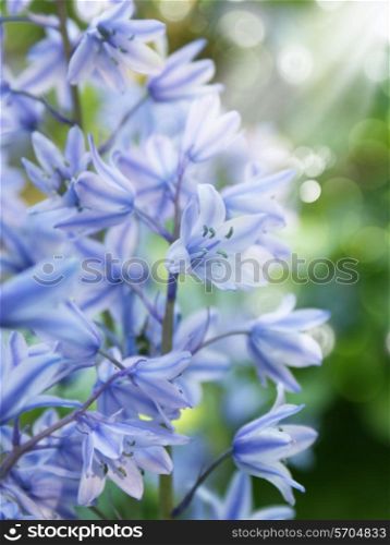 Bluebell flowers with ray of light coming from corner