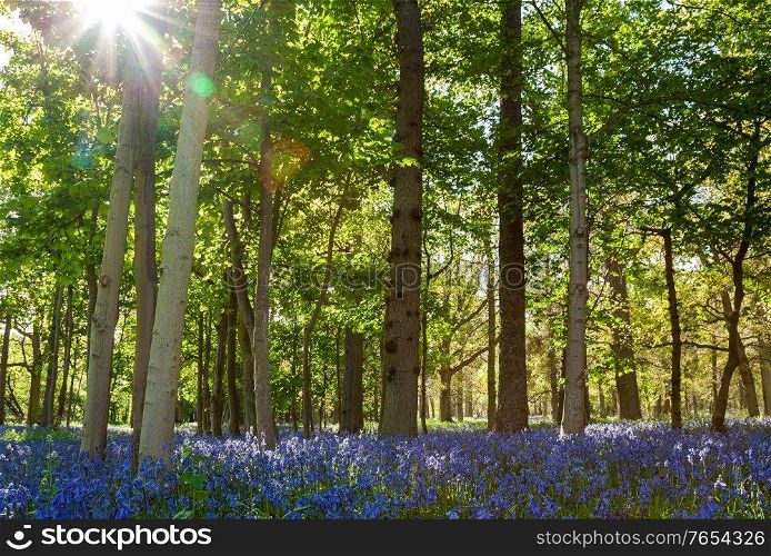 Bluebell wood or forest filled with blue flowers and the sun shining through the trees in springtime