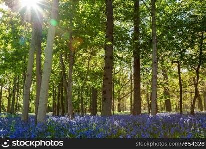 Bluebell wood or forest filled with blue flowers and the sun shining through the trees in springtime