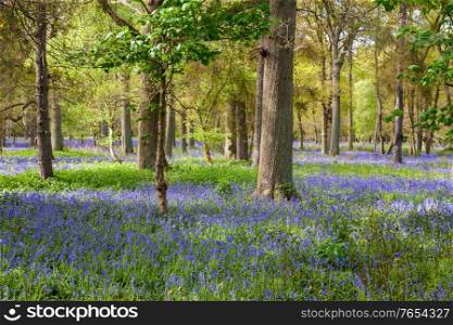 Bluebell wood or forest filled with blue flowers and trees in spring
