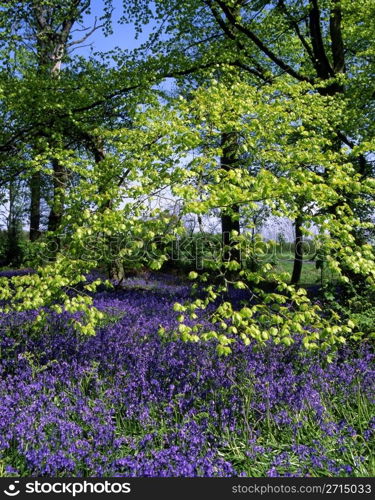 bluebells and fresh green leaves in a springtime woodland