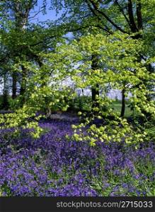 bluebells and fresh green leaves in a springtime woodland