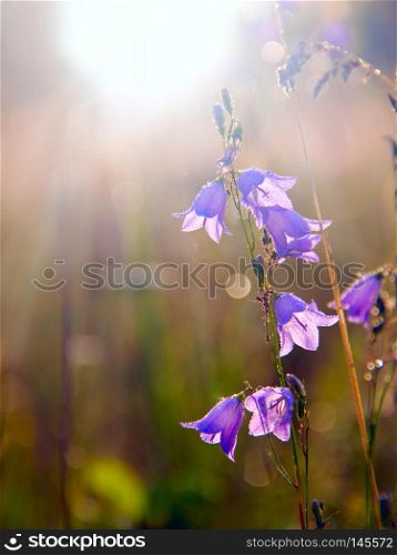 Bluebells at dawn in rays of rising sun. Beautiful purple flowers of bluebells in sunlights. Morning sun. Wildflowers at dawn. Sun rays fall on flowers of bluebells. Beautiful purple flowers of bluebells in sunlights. Flowers of campanula