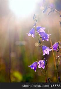 Bluebells at dawn in rays of rising sun. Beautiful purple flowers of bluebells in sunlights. Morning sun. Wildflowers at dawn. Sun rays fall on flowers of bluebells. Beautiful purple flowers of bluebells in sunlights. Flowers of campanula