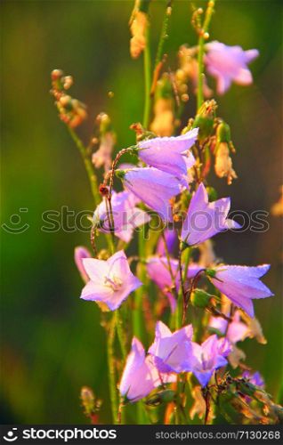 Bluebells at dawn in rays of rising sun. Beautiful purple flowers of bluebells in sunlights. Morning sun. Wildflowers at dawn. Sun rays fall on flowers of bluebells. Bluebells beautiful flowers of lilac bluebell in sunny rays. Flower of campanula