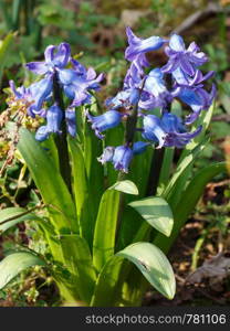 Bluebells in a garden during spring