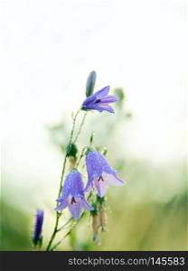 Bluebells in drops of dew. Flowers of c&anula. Beautiful purple flowers of bluebells covered droplets of morning dew. Morning coolness. Wildflowers at dawn. Flowers with drops of water. Bluebells in drops of dew. Flowers of c&anula. Wildflowers at dawn