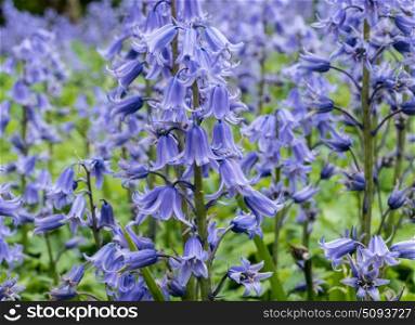 Bluebells in english garden in spring