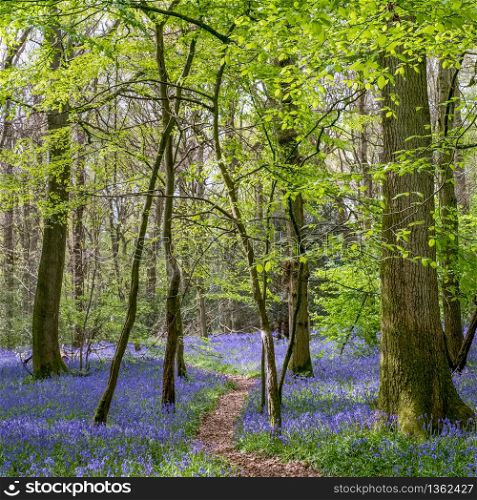 Bluebells in Staffhurst Woods near Oxted Surrey