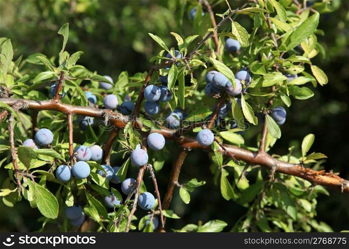Blueberries.