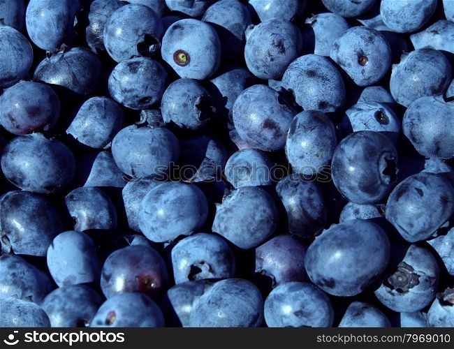 Blueberries blue fruit background for a natural and healthy eating concept as a blueberry nature symbol of a health focused lifestyle with fresh berry food that is high in vitamins and antioxidants.