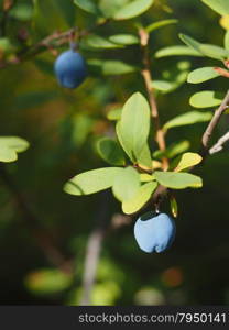 blueberries in the woods