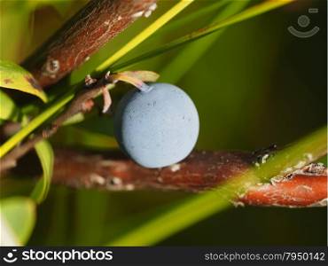 blueberries in the woods