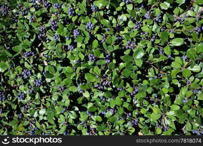 blueberries on a background of green leaves