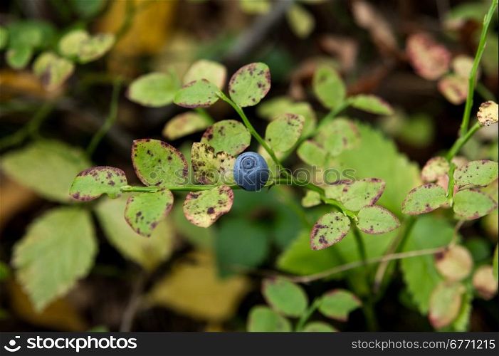 Blueberries on a branch. Macro