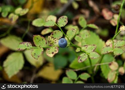 Blueberries on a branch. Macro