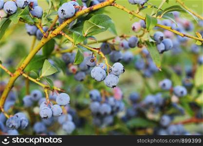 Blueberries ripening on the bush. Shrub of blueberries. Growing berries in the garden. Close-up of blueberry bush, Vaccinium corymbosum.